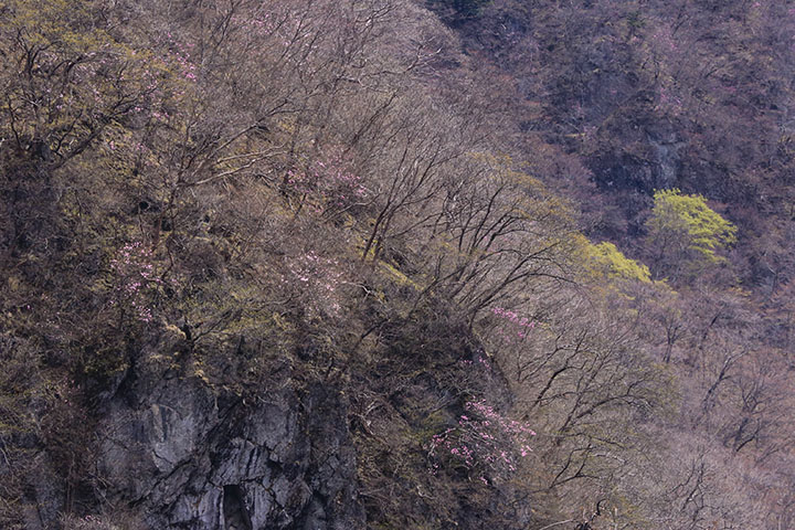 いろは坂
