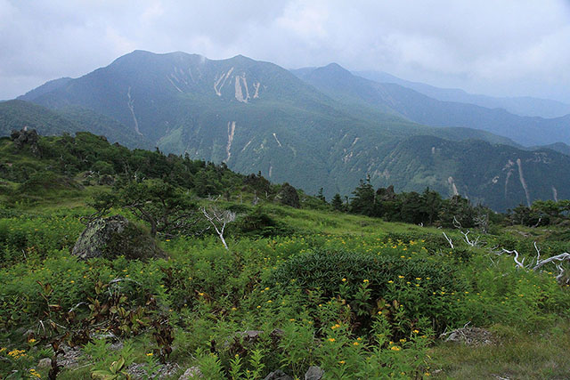 白根山のハンゴンソウ