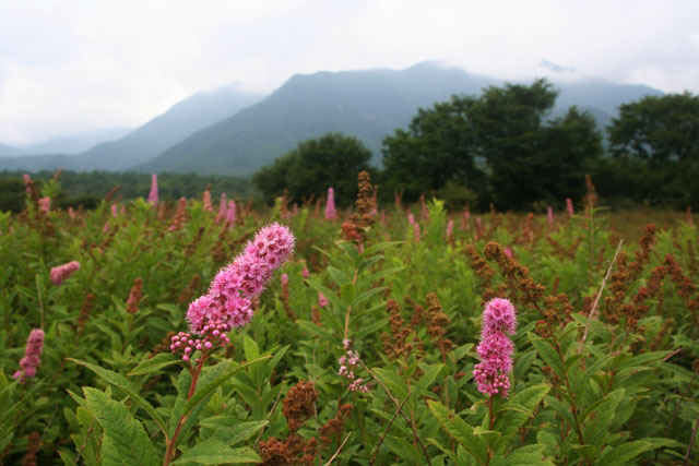 ホザキシモツケのお花畑
