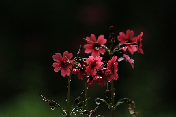 赤花クリンソウ