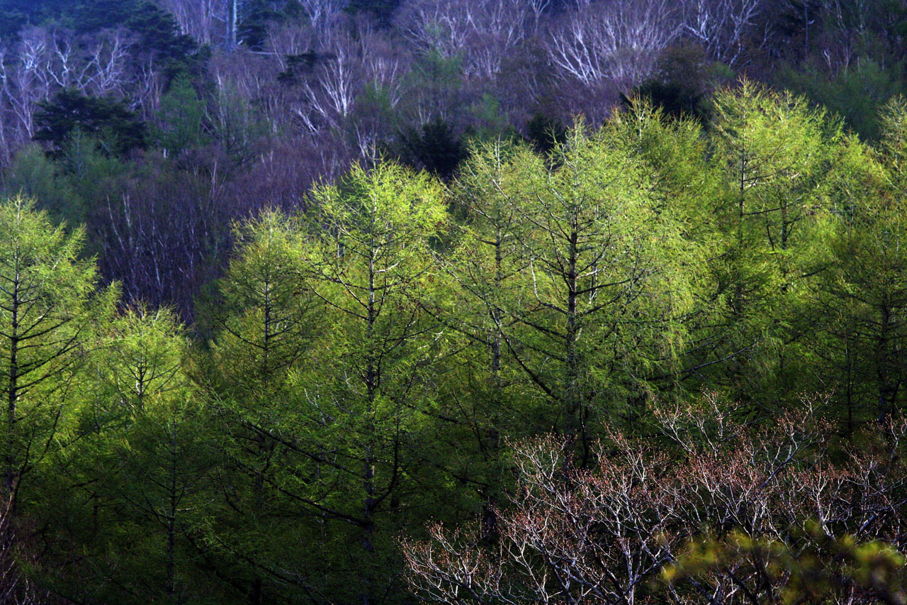 風景壁紙 奥日光の新緑 四季の山野草