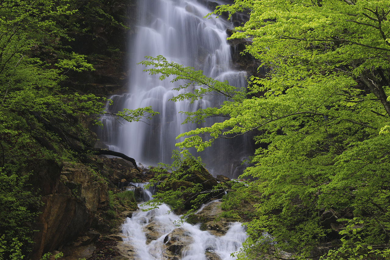 風景壁紙 新緑と蛇王の滝 四季の山野草