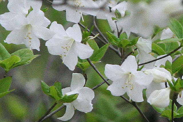 四季の山野草図鑑 ツツジ科