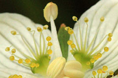 ウメバチソウの花