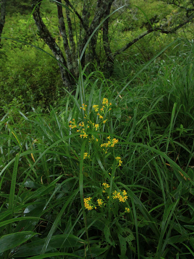 花だけが見えるアキノキリンソウ