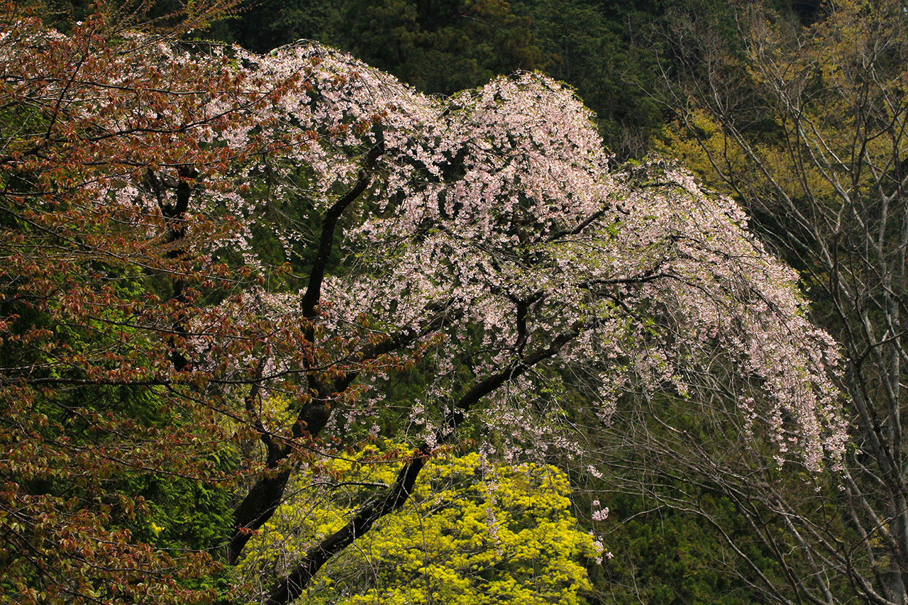 山野草壁紙 シダレザクラ しだれ桜