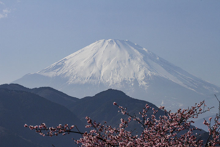 富士山と河津桜