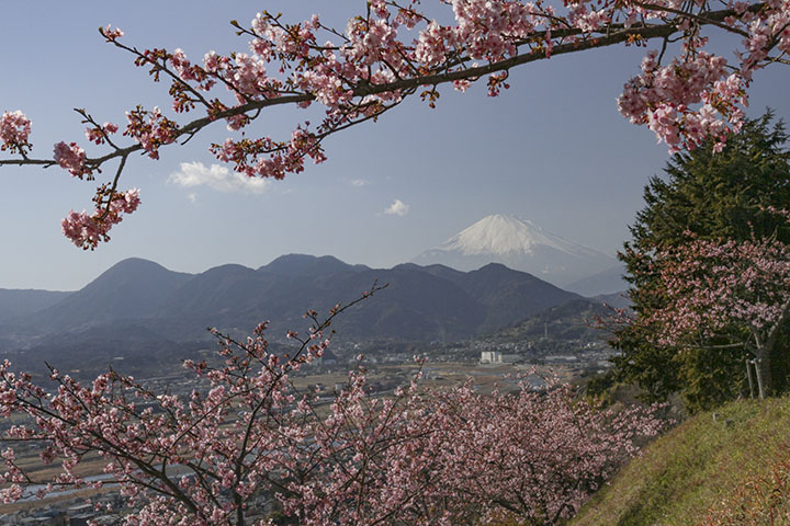 カワヅザクラと富士山