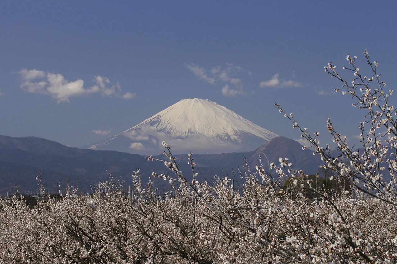 富士山と白梅の壁紙