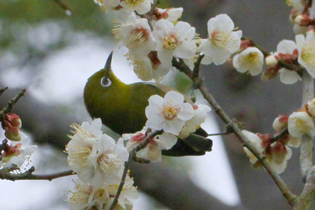 ウメとメジロ