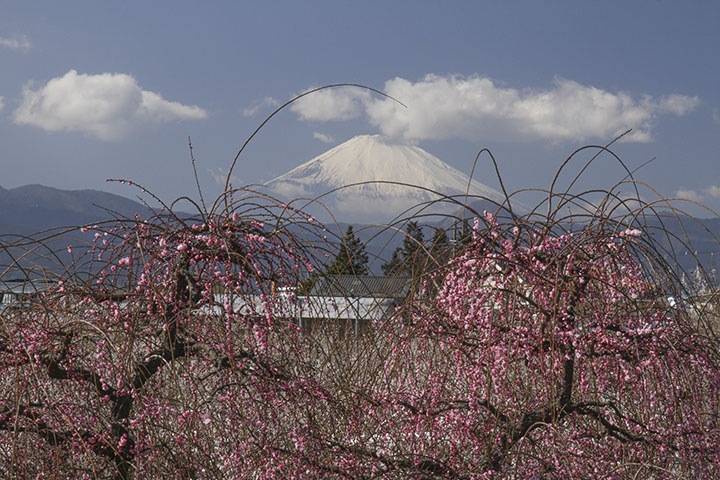 曽我梅林と富士山