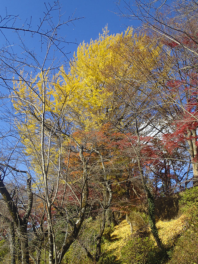 大平山の紅葉