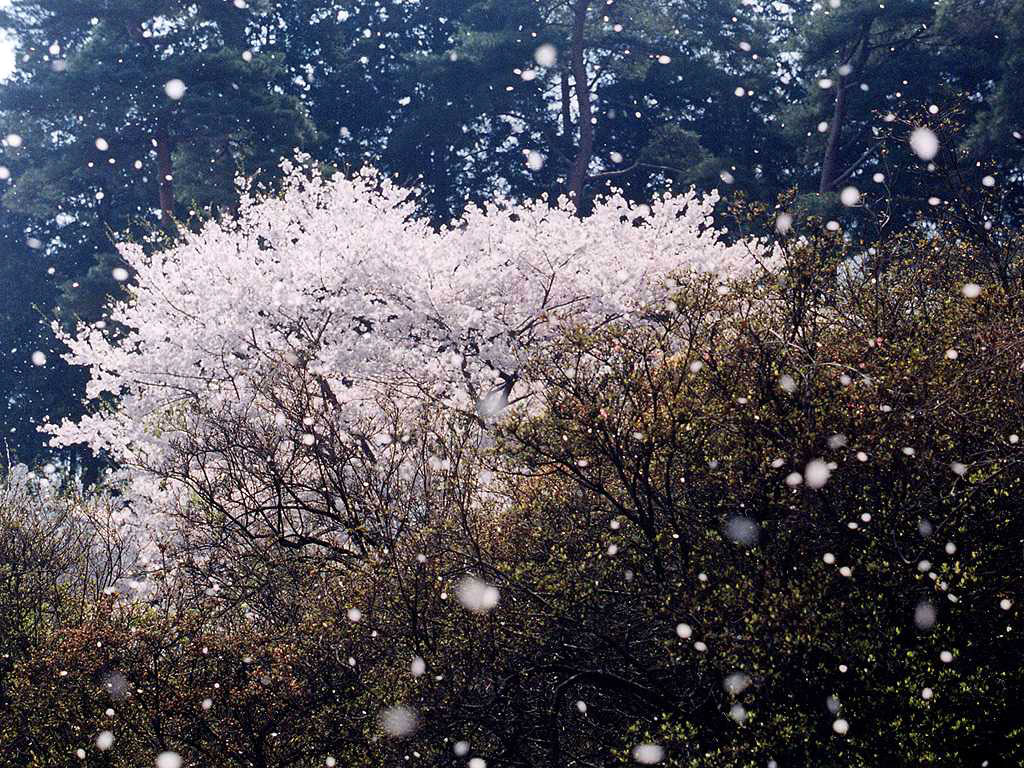 山野草壁紙 桜吹雪