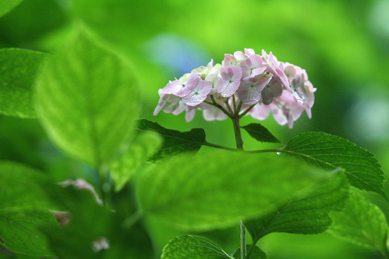 山野草壁紙 アジサイ 紫陽花