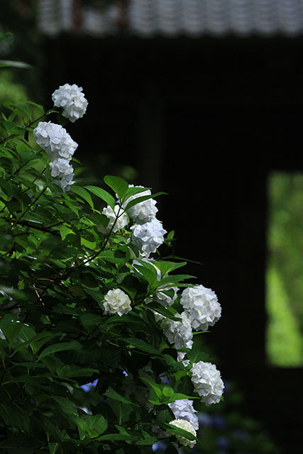 大中寺山門前のアジサイ