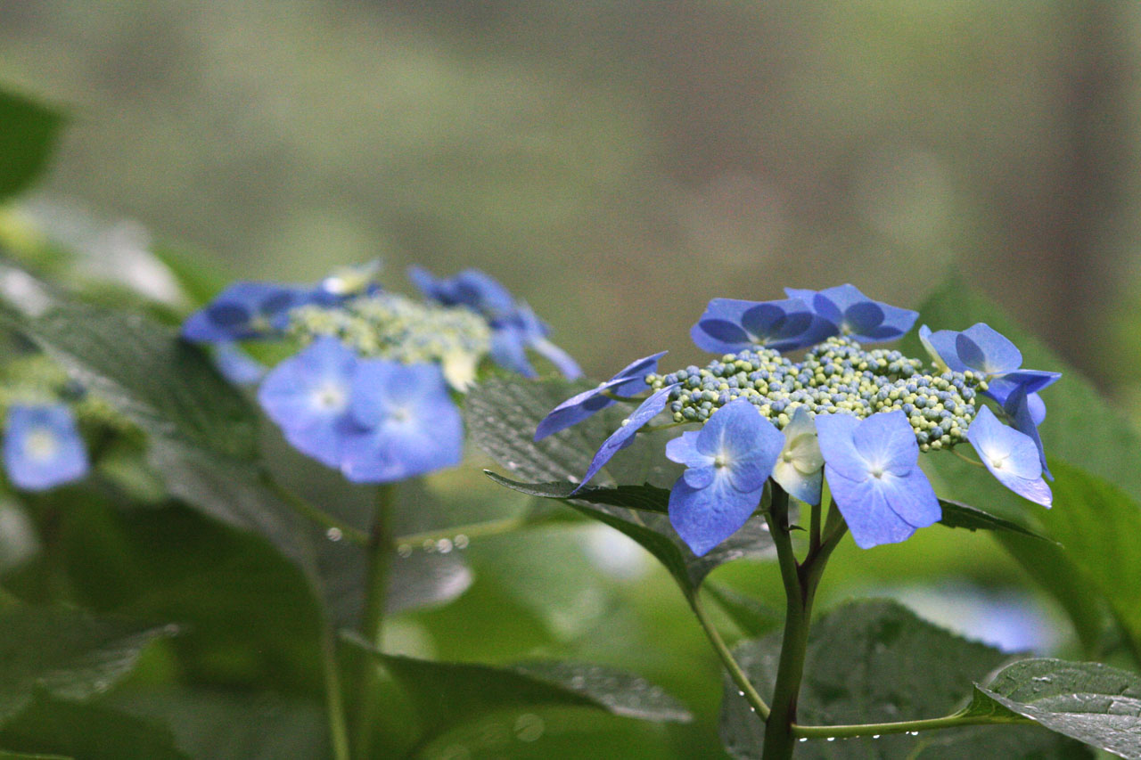 山野草壁紙 ガクアジサイ 額紫陽花