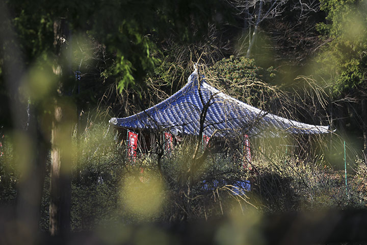 清水寺のロウバイ