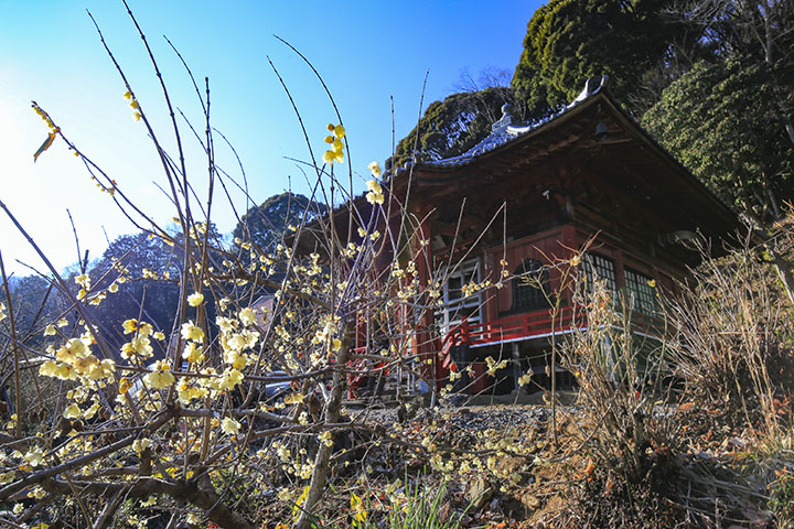 清水寺のロウバイ