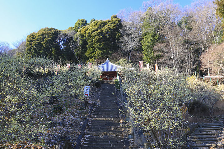清水寺のロウバイ