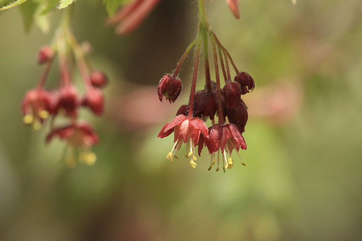 ヒロハツリバナの花