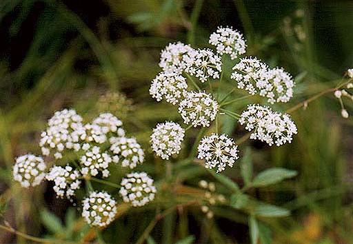 四季の山野草図鑑 セリ科