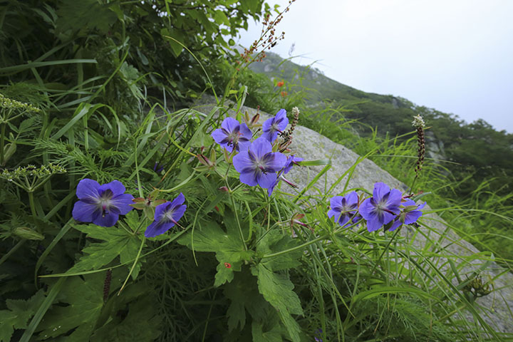 タカネグンナイフウロ