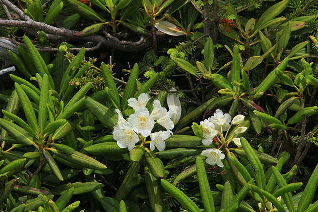 白花のハクサンシャクナゲ