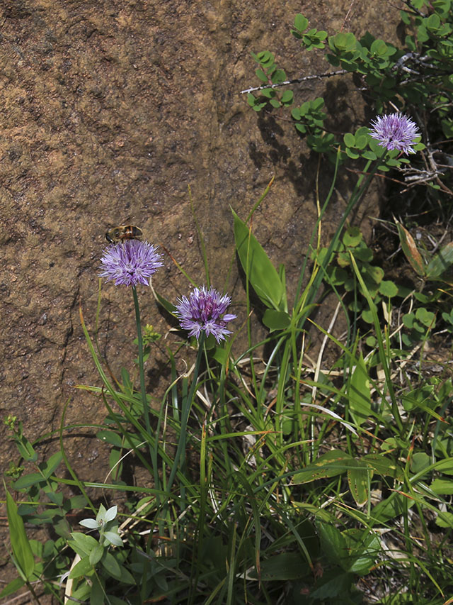 シブツアサツキの花