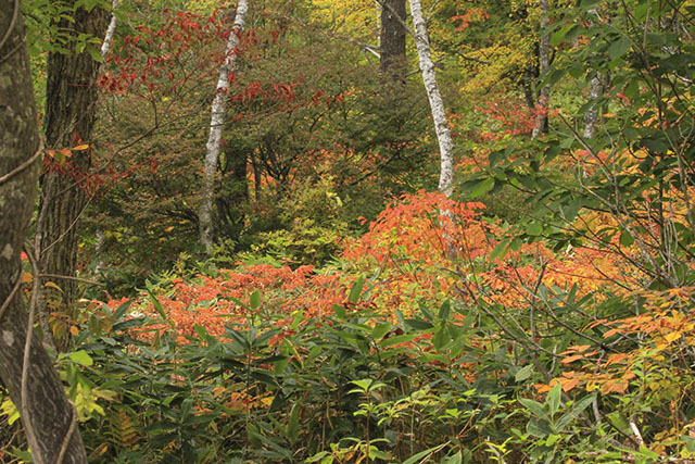 蓮池の紅葉
