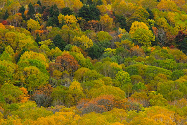 奥志賀林道の森の紅葉