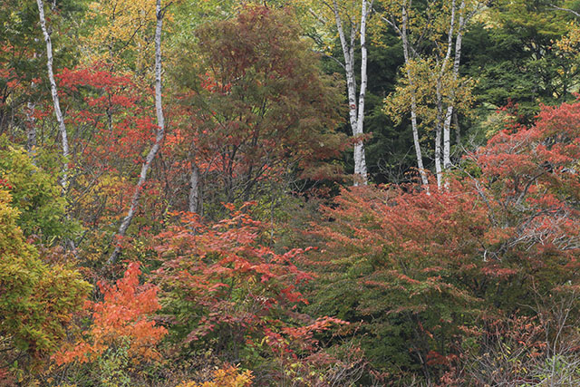 一沼の紅葉