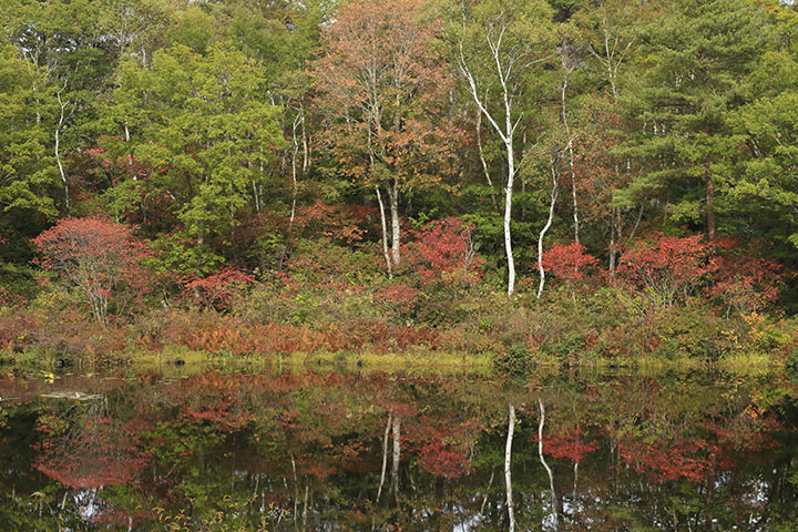 一沼と紅葉