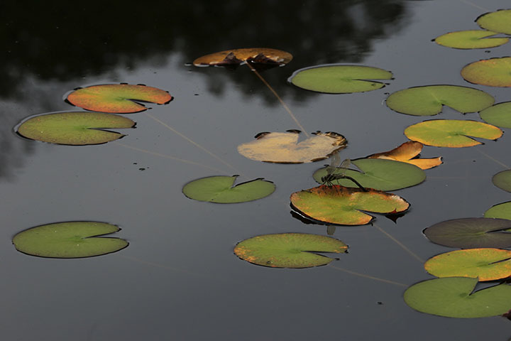 一沼の紅葉