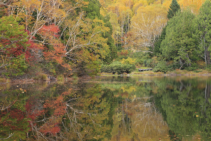 長池の紅葉