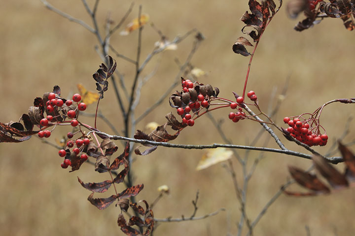 長池の紅葉