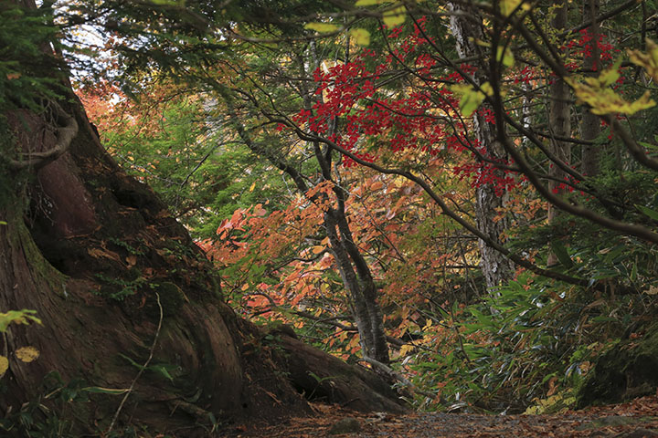 長池の紅葉