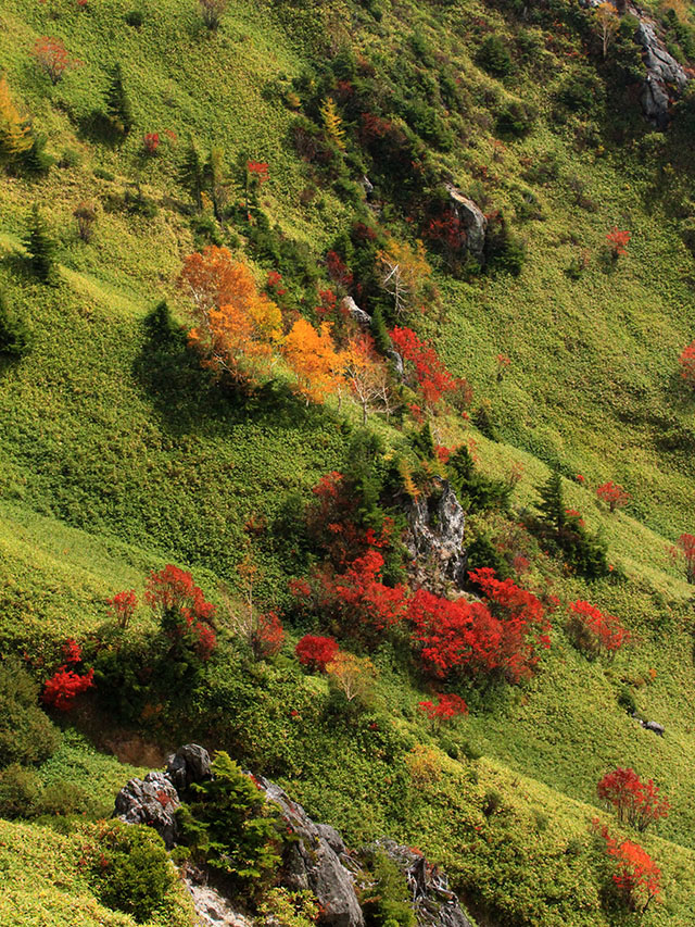 のぞきの紅葉