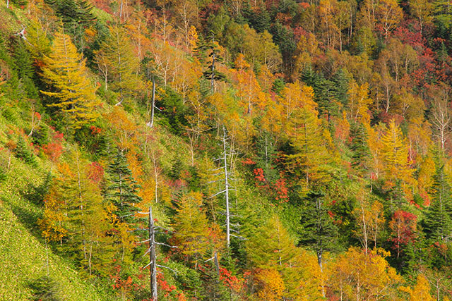 山田峠からの紅葉