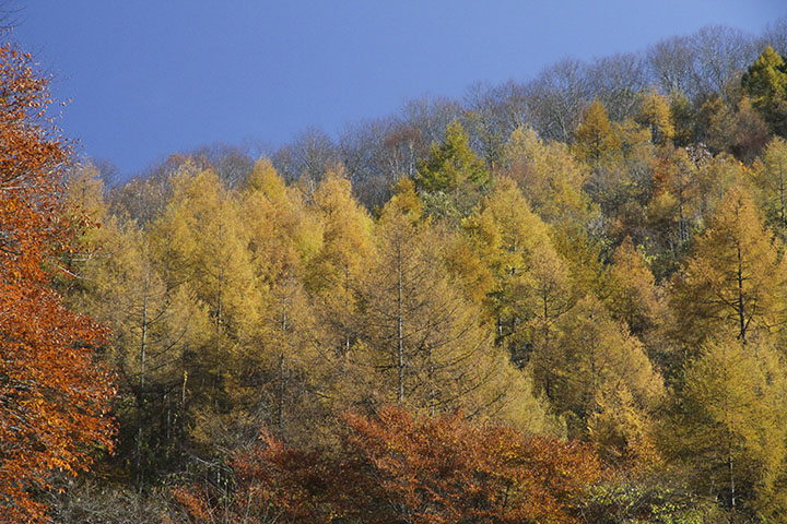 日塩もみじラインの紅葉