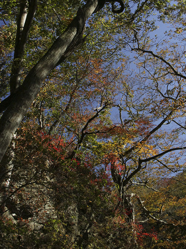 塩原渓谷紅葉