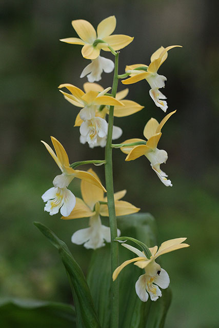 エビネ 四季の山野草 春