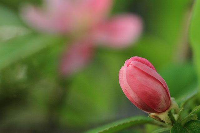カリンの蕾