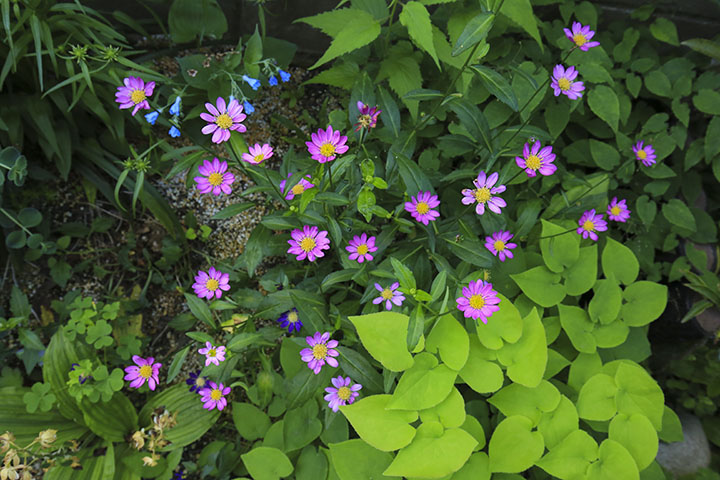 ミヤコワスレ 四季の山野草 春