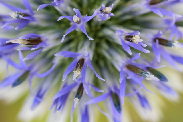 ルリタマアザミ 四季の山野草 夏