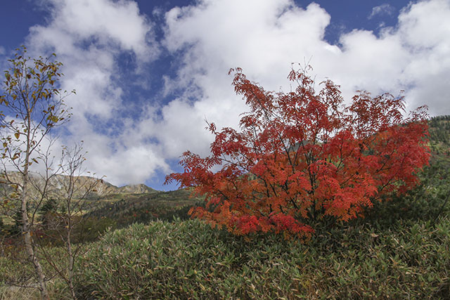 弥陀ヶ原の紅葉