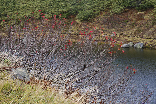 みどりが池の紅葉