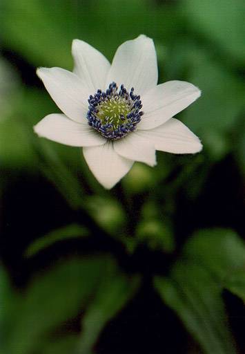 AllEuX@Anemone rivularis