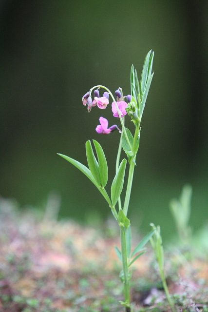 Lathyrus montanus