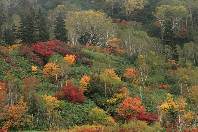 みずばしょう湿原から見た木々の紅葉