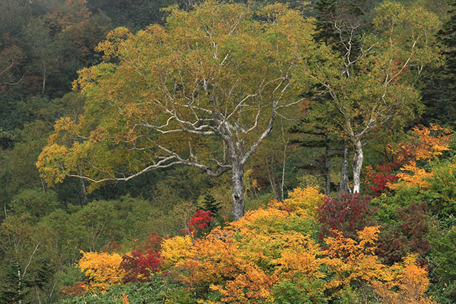 ダケカンバの白い幹と紅葉